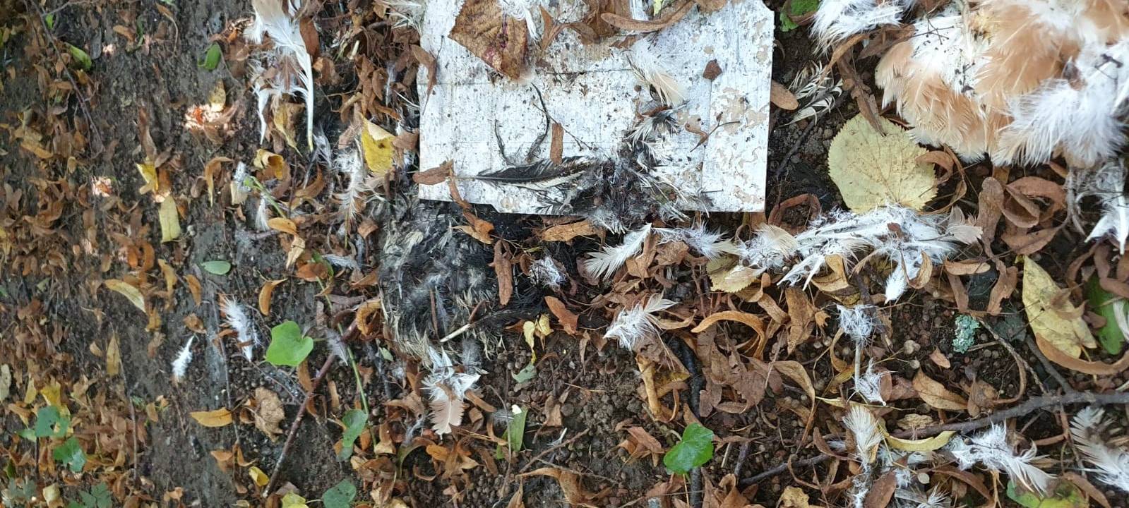 Vandalismus auf Friedhöfen in Wesel und Rheinberg