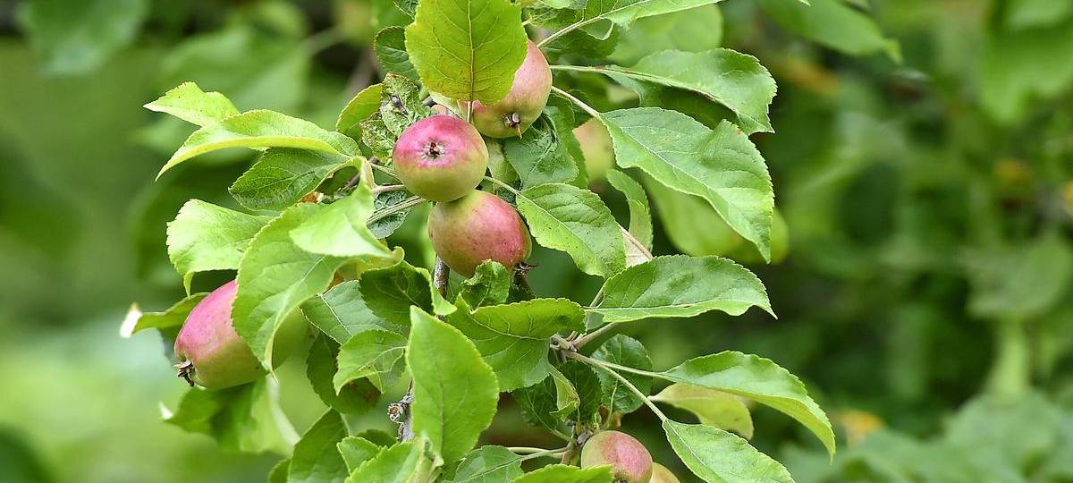 Fürs Klima: Regionalverband Ruhr verteilt Obstbäumchen im Kreis Wesel