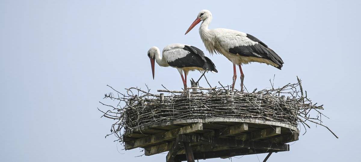 Biologische Station zählte mehr Storchenpaare im Kreis Wesel