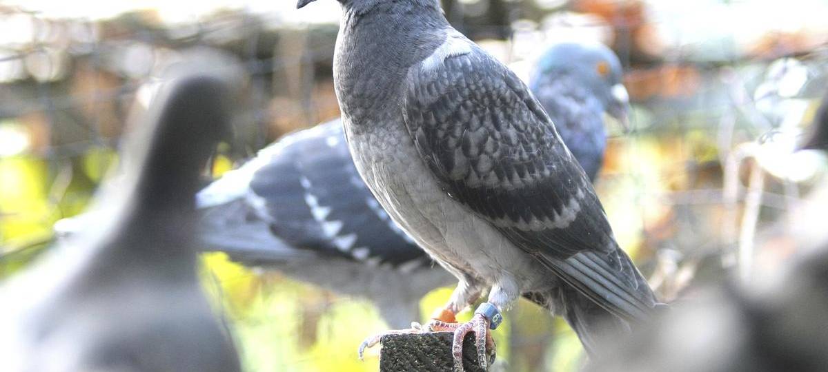Unbekannte stehlen 50 Tauben aus Gartenanlage in Moers