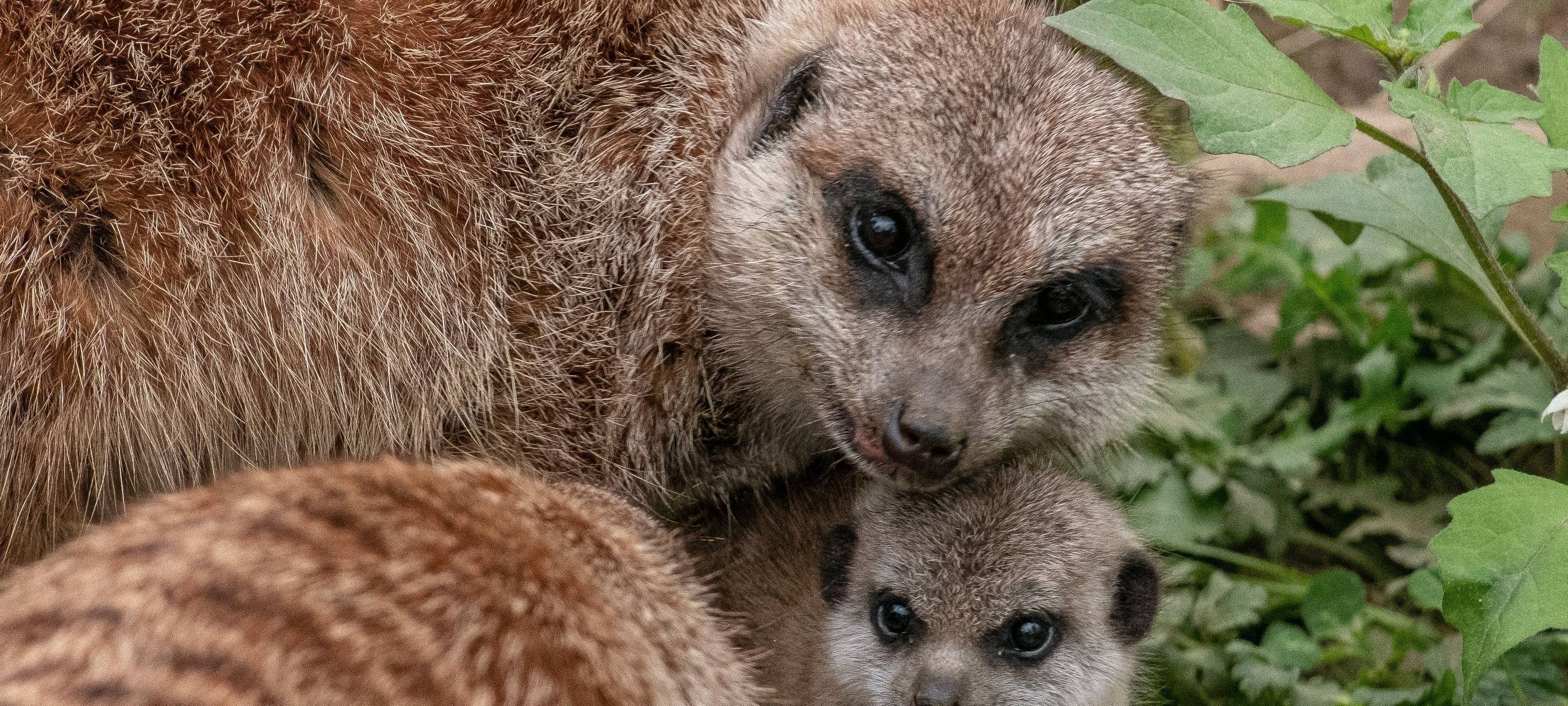 Inventur im Duisburger Zoo: Über 4700 Tiere aus 330 Arten