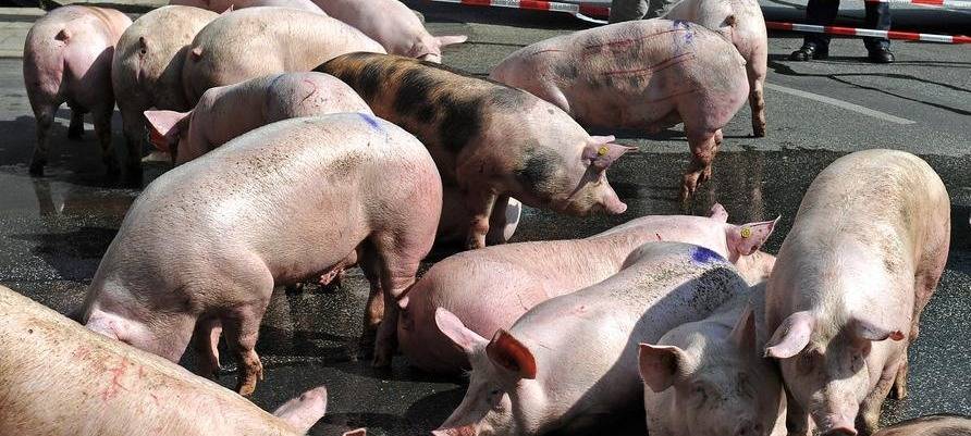 Acht Schweine tot nach Unfall an B473 Richtung Hamminkeln