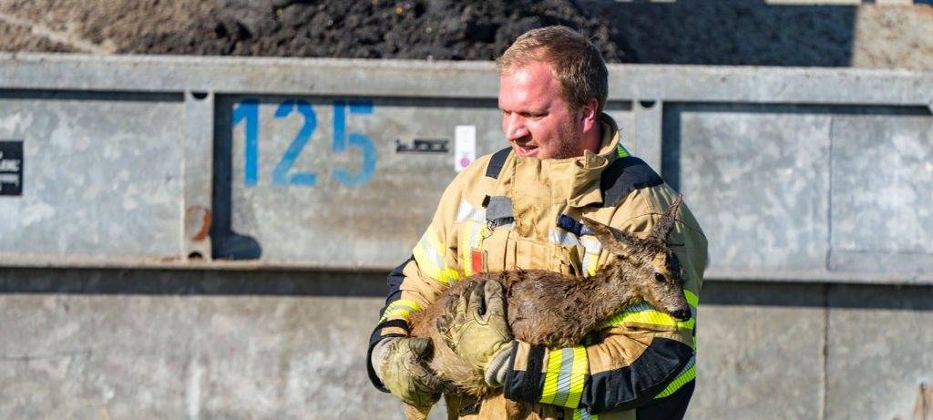 Reh in Xanten-Lüttingen aus Klärbecken gerettet