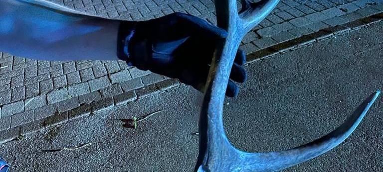 Wildunfall in Brünen - Hirsch landet auf Motorhaube