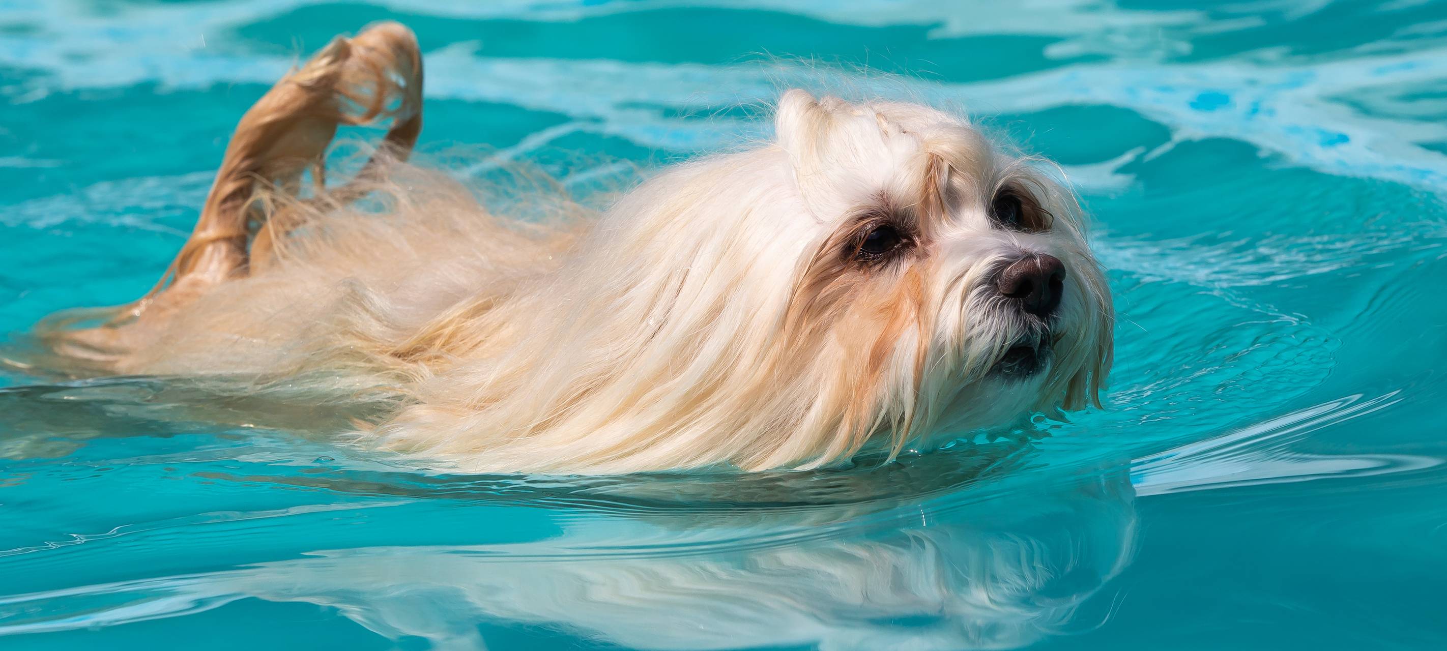 In Moers dürfen zum Saisonende wieder die Hunde ins Freibad
