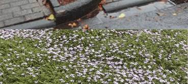 Rheinberg stellt klar: DLB plant keine Steinwüsten