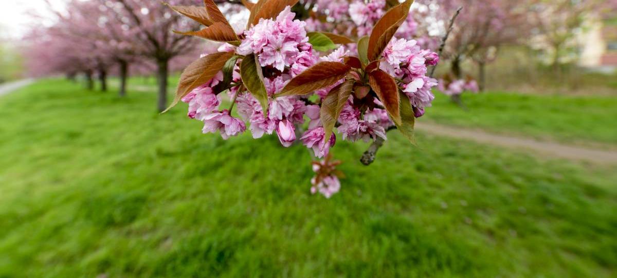 Voerde: Bäume sollen an Opfer von Rechtsextremismus erinnern