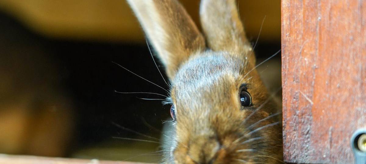 Zahlreiche Fälle: Die Kaninchenpest grassiert im Kreis Wesel