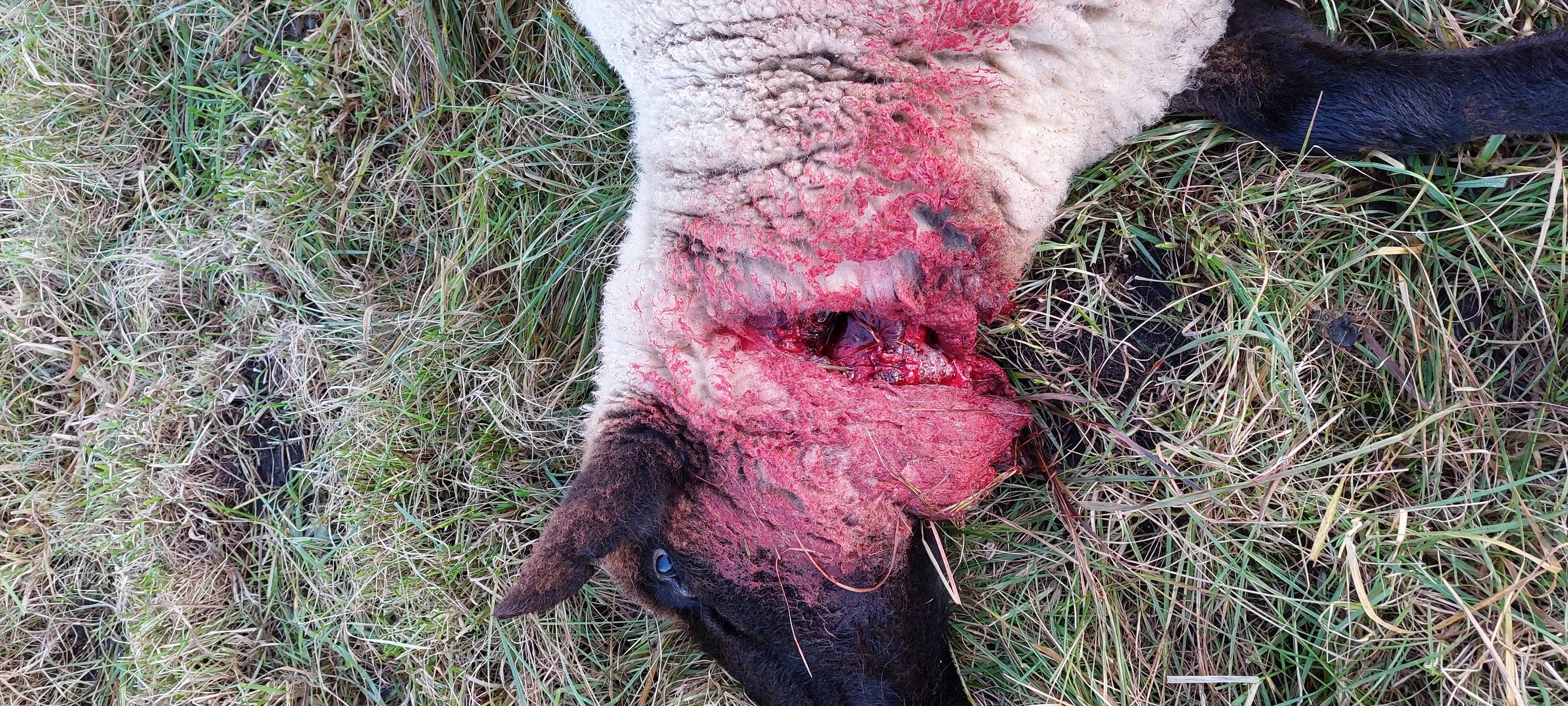 Neuer Schafsriss in Schermbeck