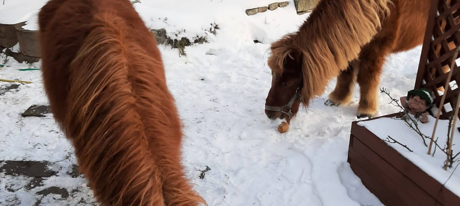 In Hünxe ist schon das vierte Pony gerissen worden