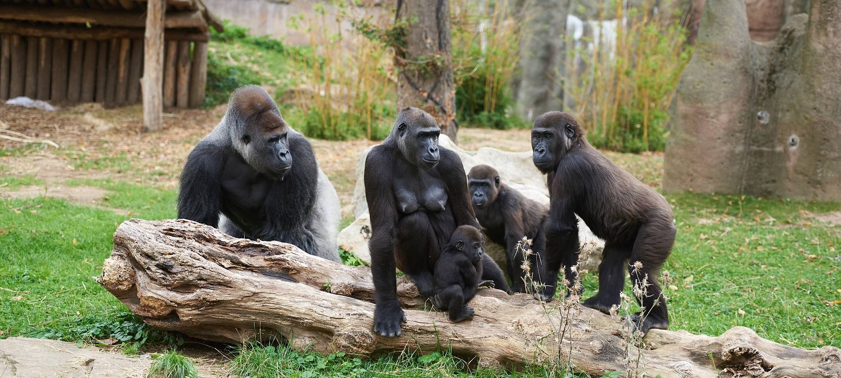Peta protestiert am Krefelder Zoo gegen Affenhaltung