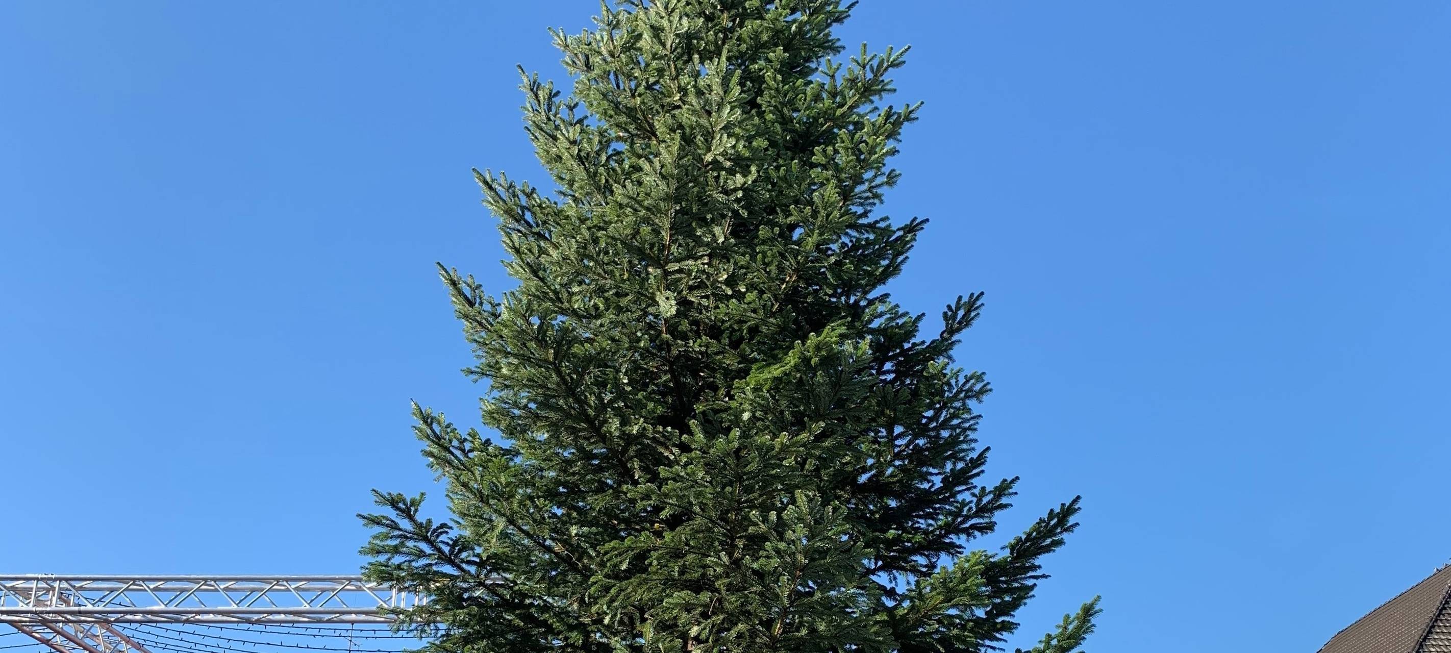 Dinslaken sägt die Tanne am Neutor ab - eine Neue steht schon