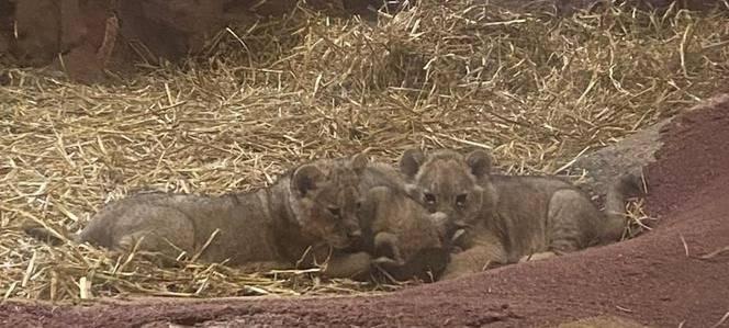 Löwen-Drillinge sind die neuen Stars der ZOOM - Erlebniswelt