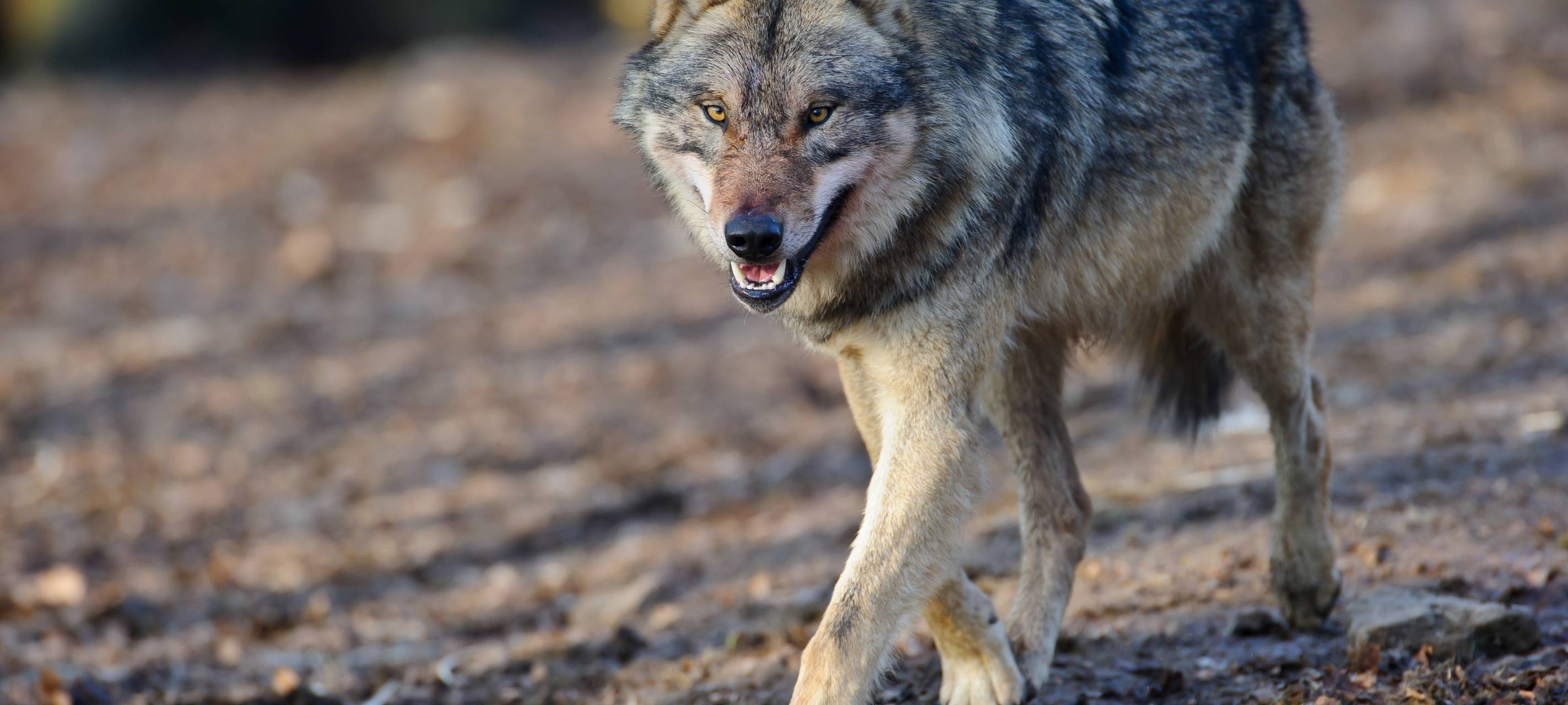 Umweltminister Krischer weist Forderungen aus Voerde zurück