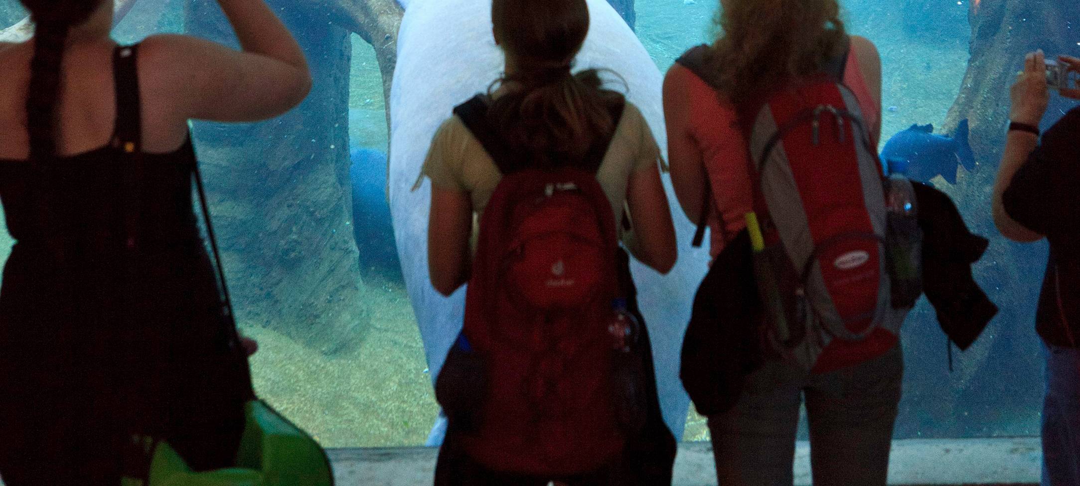 Seekühe werden neue Attraktion im Duisburger Zoo