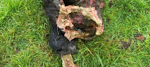 LANUV untersucht möglichen Wolfsriss in Kirchhellen