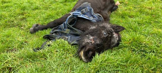 LANUV untersucht möglichen Wolfsriss in Kirchhellen