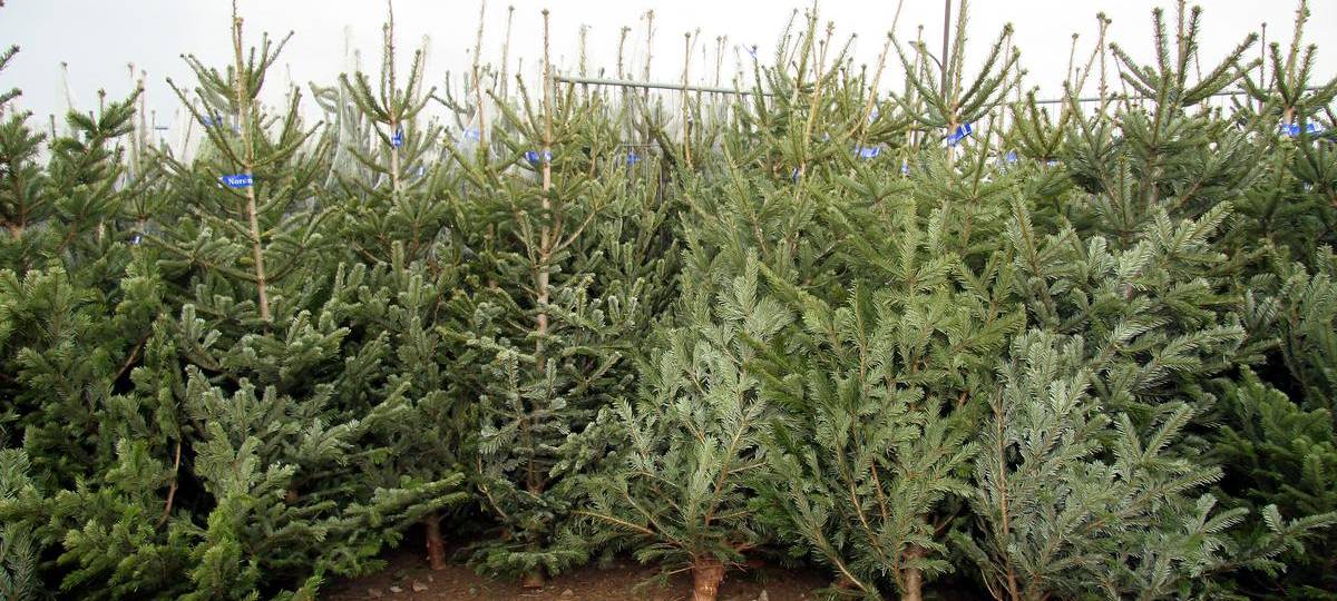 Im Kreis Wesel ist der Verkauf der Weihnachtsbäume gestartet