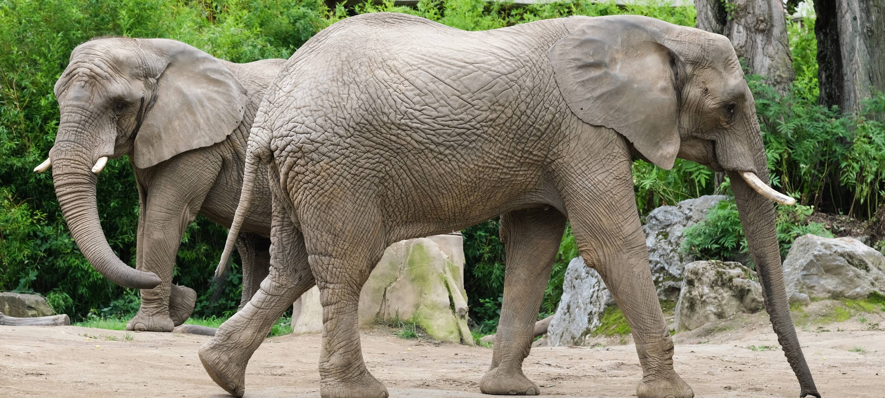 Zoo Duisburg sucht neues Zuhause für drei Elefanten