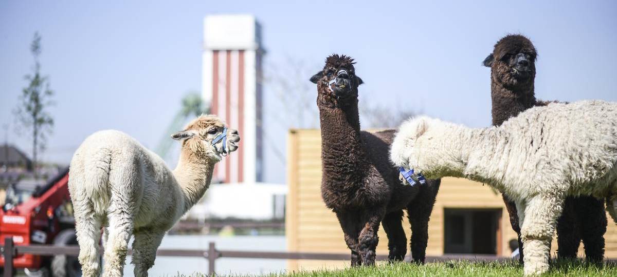 Höhere Preise im Kalisto: CDU fordert Zuschuss von der Stadt
