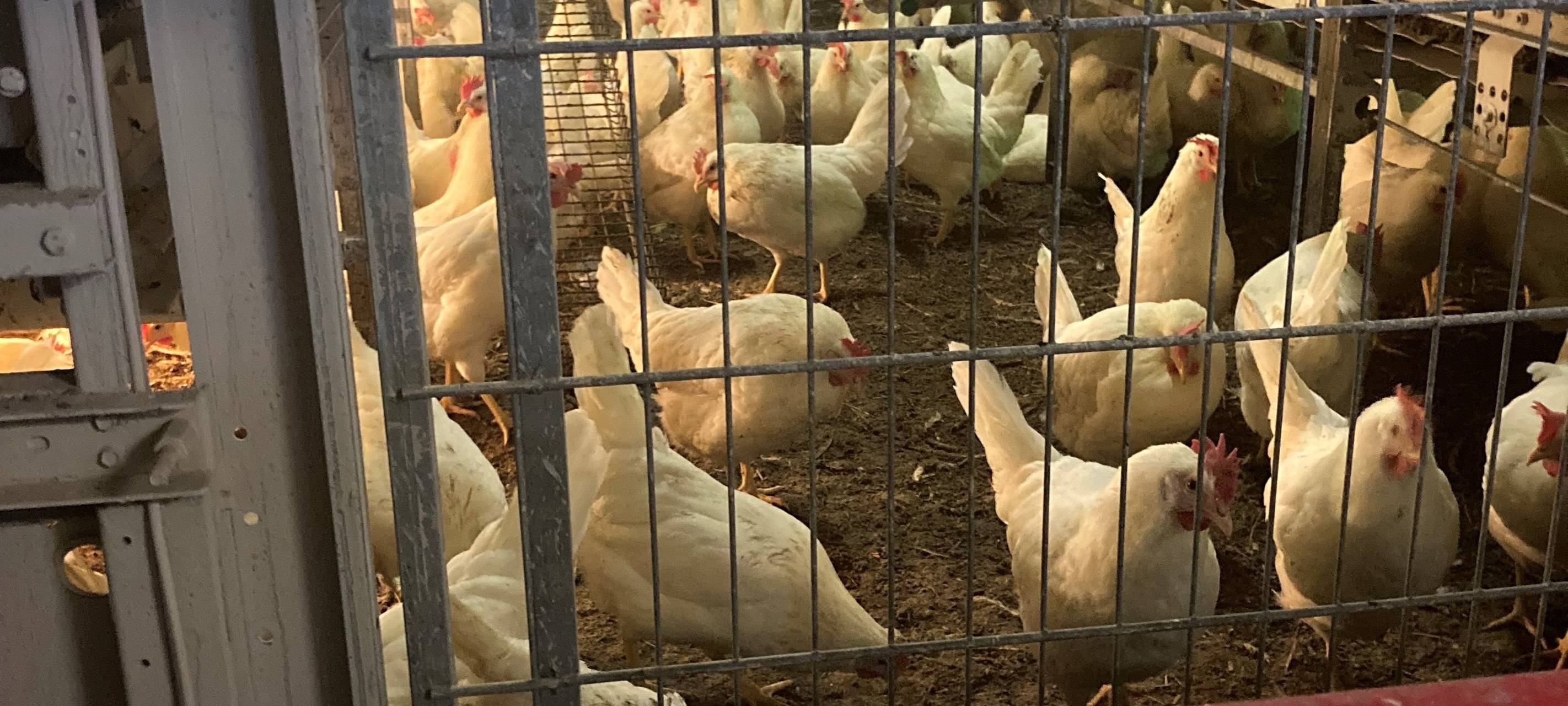 Nach Geflügelpest-Ausbruch in Dingden: Sperrzonen aufgehoben