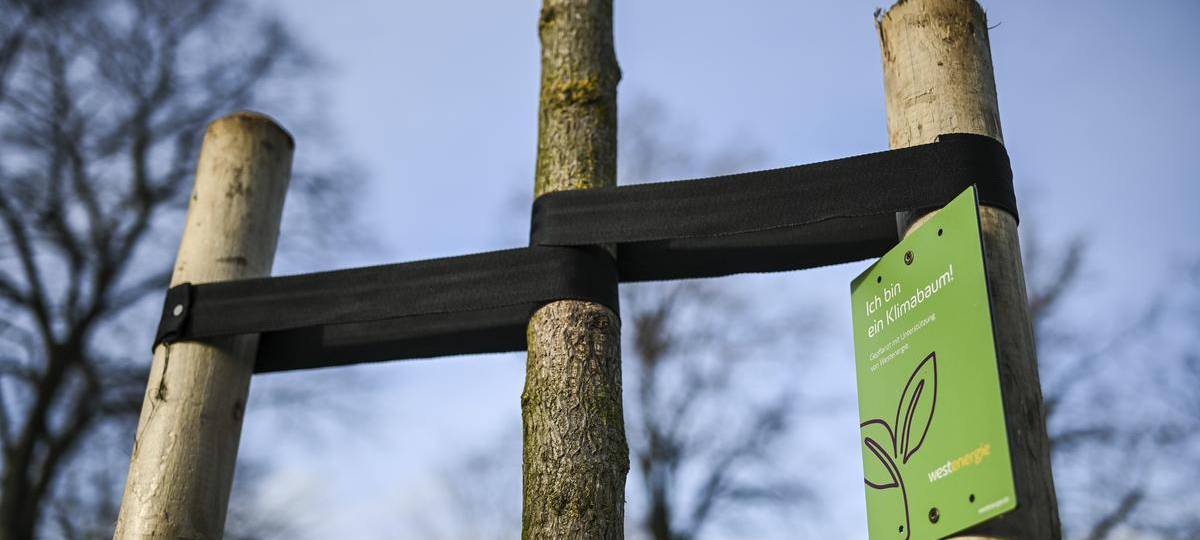 Zehn Klimabäume am Friedhof in Hamminkeln gepflanzt