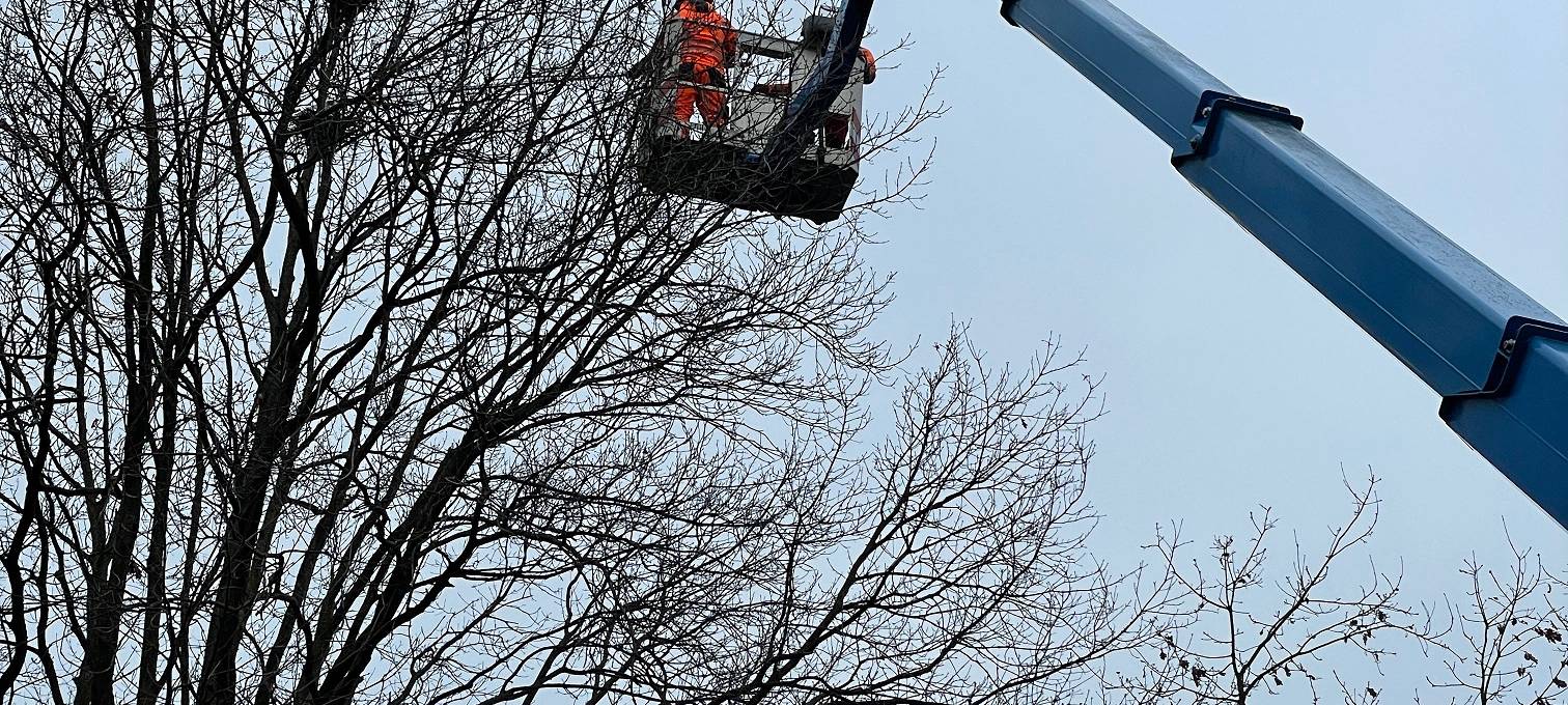 Xanten will Krähennester entfernen und zum Umzug bewegen