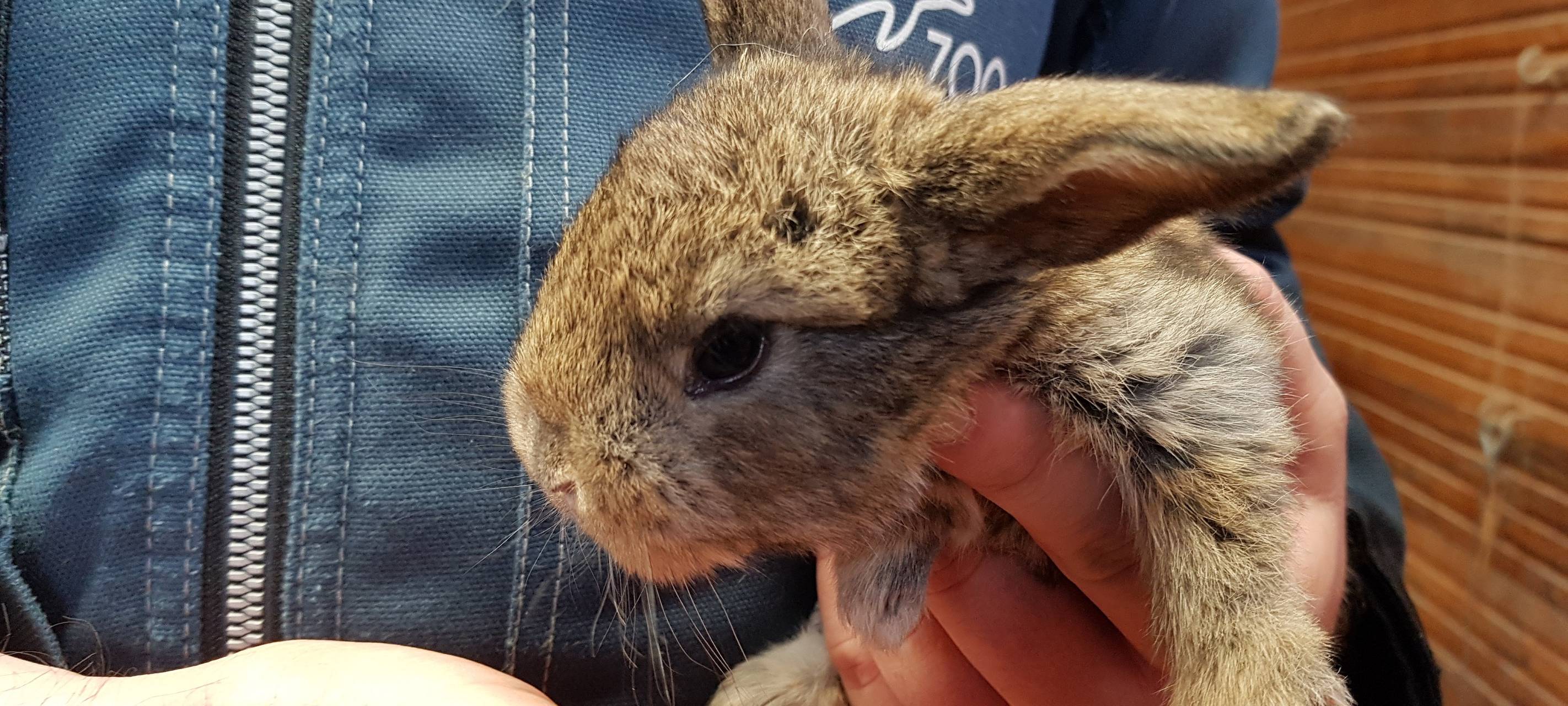 Sechs Kaninchen: Zoo Duisburg feiert ersten Nachwuchs 2022