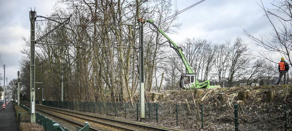 300 gefährdete Bäume in Dinslaken weg - weitere folgen