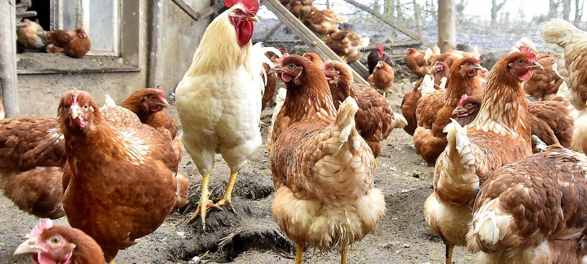 Geflügelpest in Kirchhellen betrifft auch den Kreis Wesel