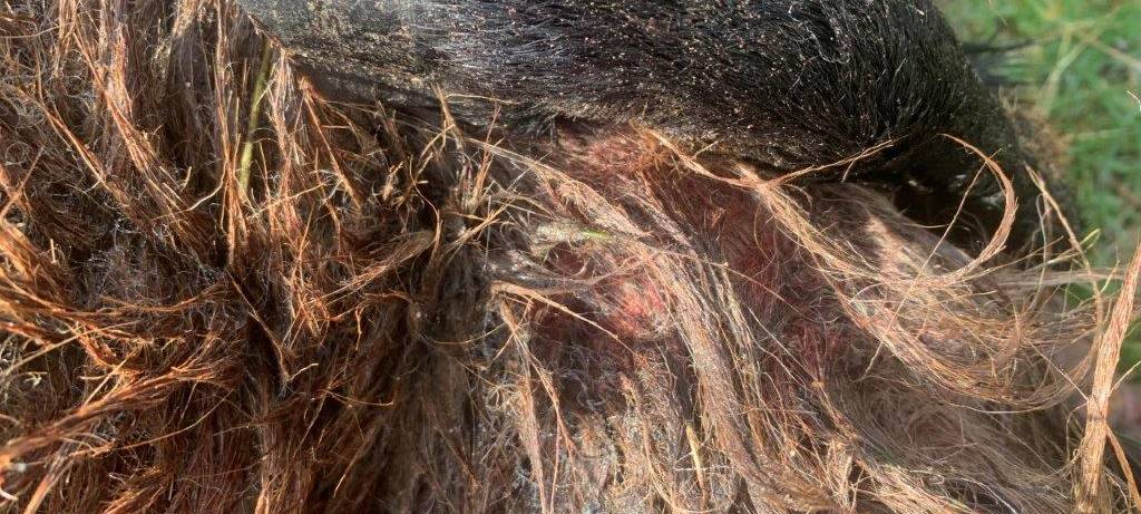 Wolfsriss an der A31 vermutet