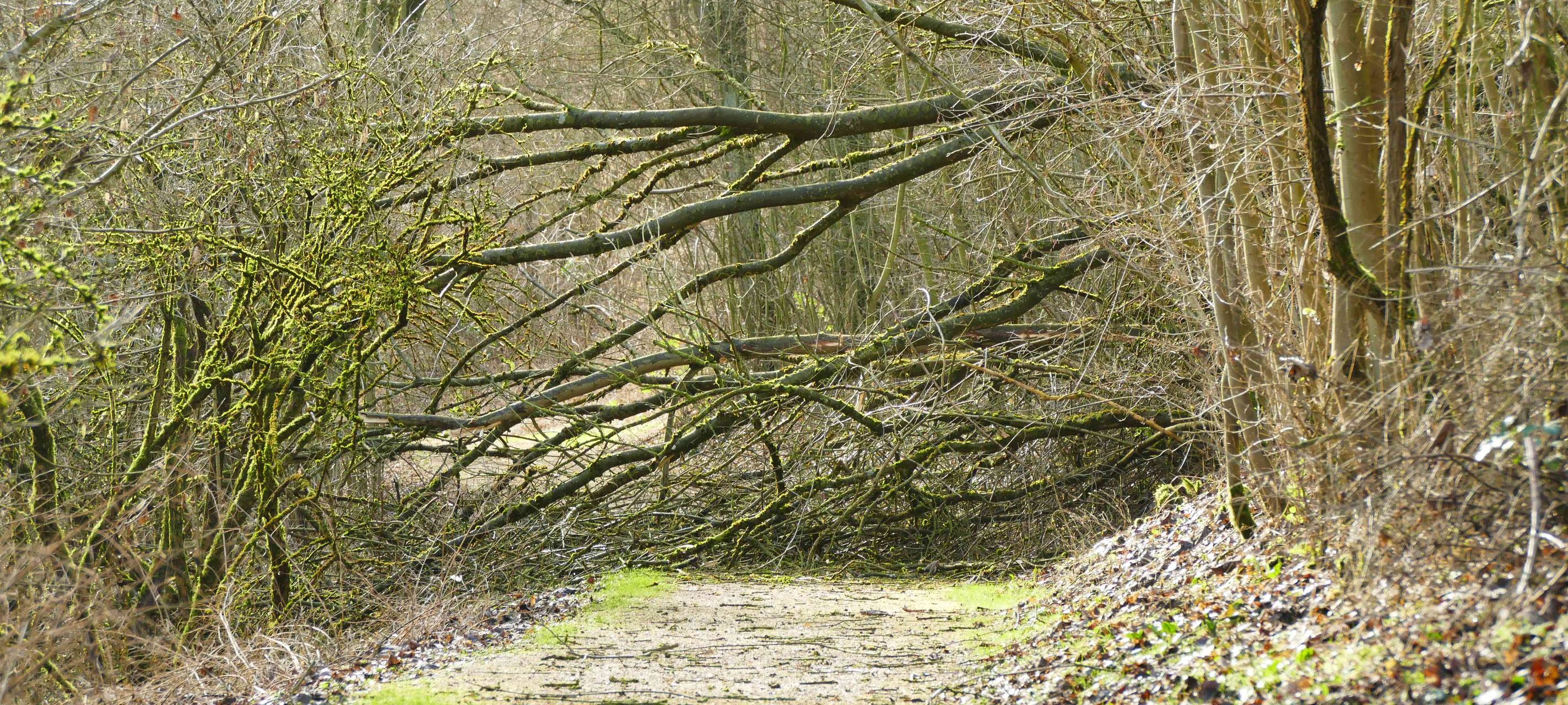 Weiter Sturm im Kreis möglich - Wälder noch nicht betreten