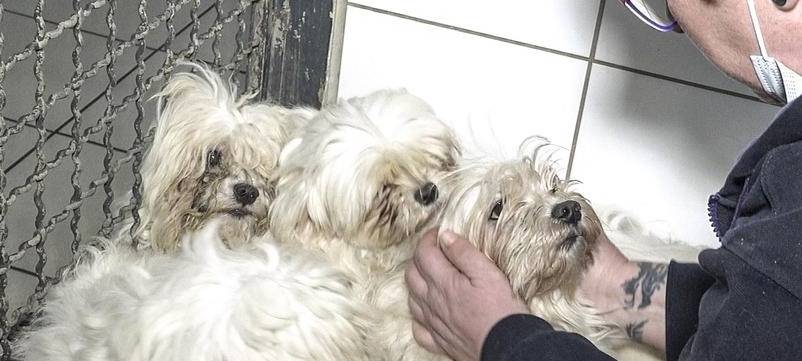 Vernachlässigte Malteserhunde finden neues Zuhause