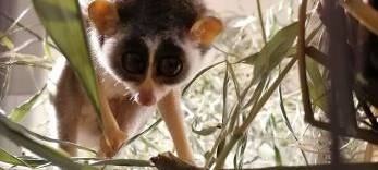 Zoom in Gelsenkirchen hat eine neue Äffchen-Art