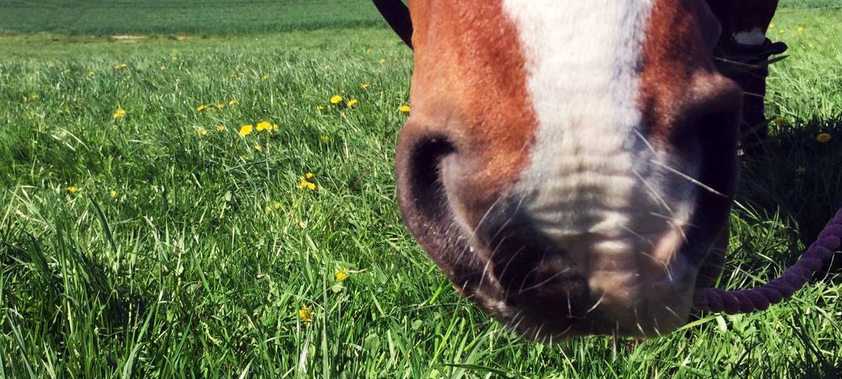 Beschlagnahmten Pferden aus Kamp-Lintfort waren abgemagert