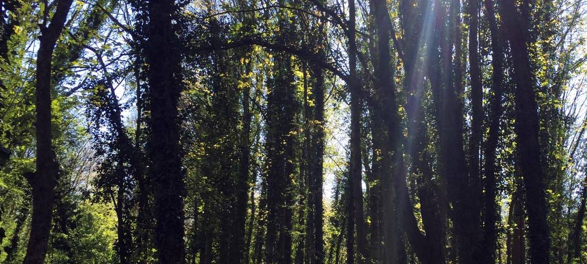 Budberger kämpfen mit Petition für Erhalt eines Waldstücks