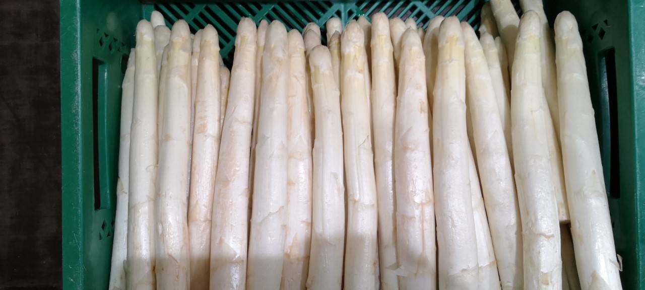 Spargelbauern: Die Saison hat vielversprechend begonnen