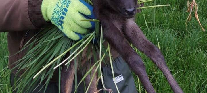 Kreisjägerschaft Wesel: Bitte Regeln bei der Mahd beachten!