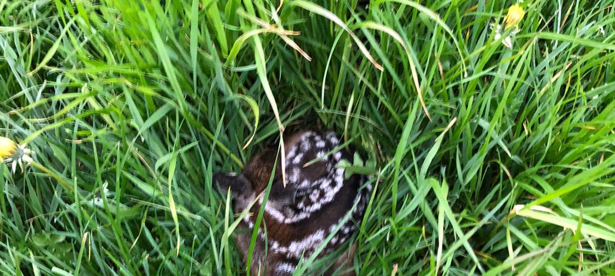 KJS Wesel schafft zwei neue Drohnen zur Kitzrettung an