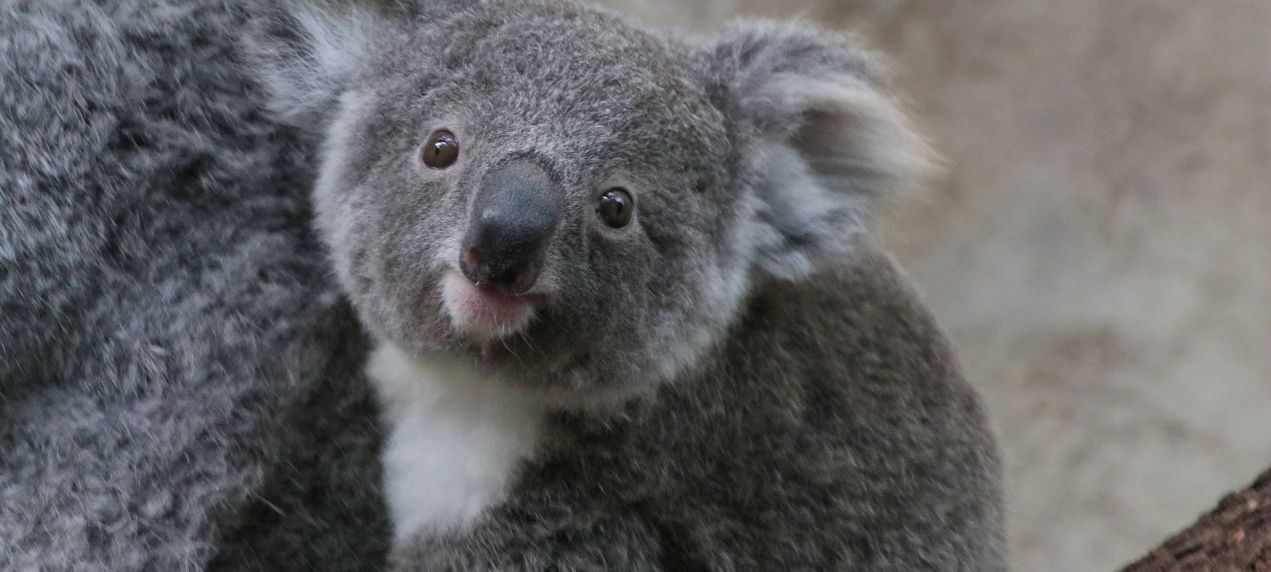 Koala aus Duisburg soll für Nachwuchs in Dresden sorgen