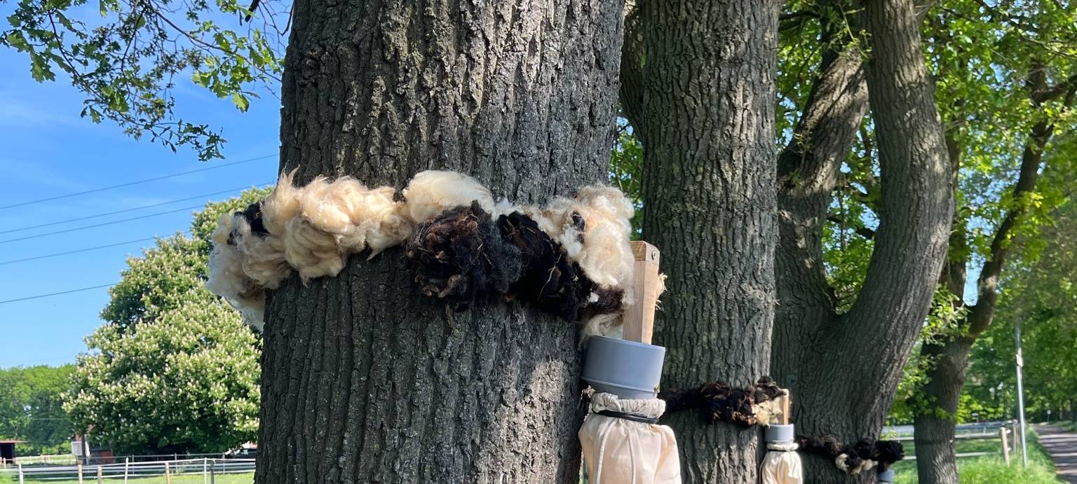 In Wesel werden neue Fallen gegen Eichenprozessionsspinner getestet