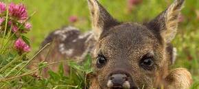 Kreisjägerschaft Wesel: Bitte Regeln bei der Mahd beachten!