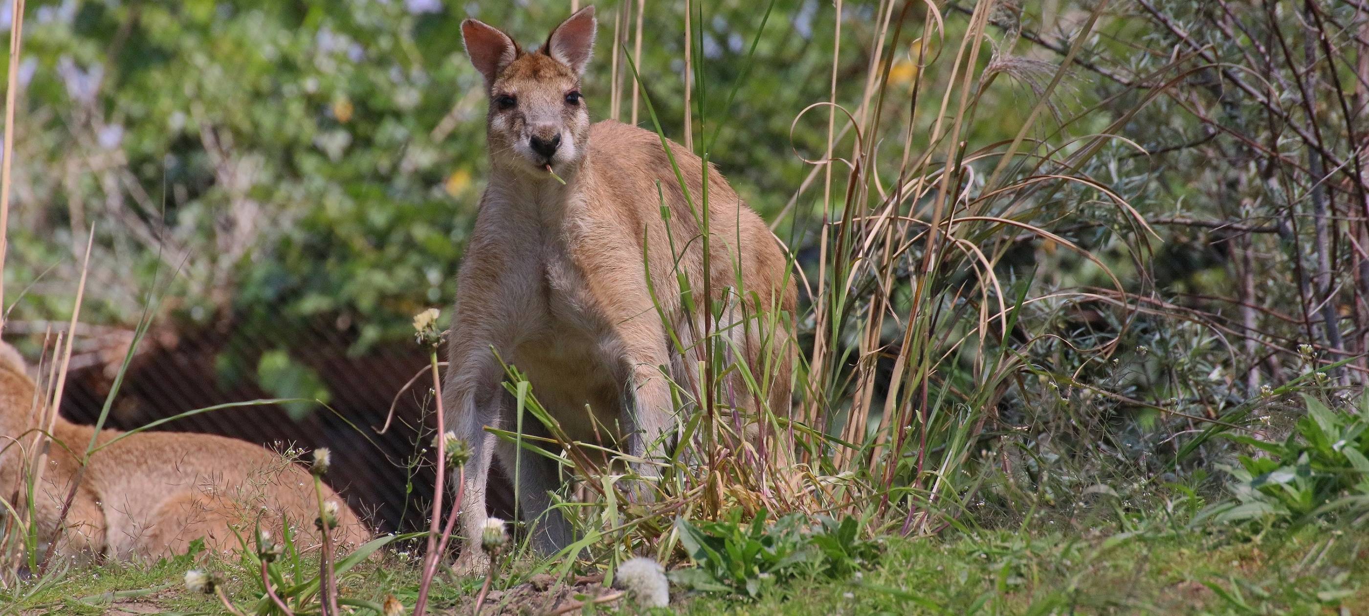 Duisburger Zoo lockt mit weiterer Attraktion