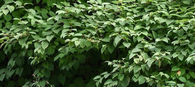 Moerser ENNI bekämpft Pflanze mit Elektroschocks