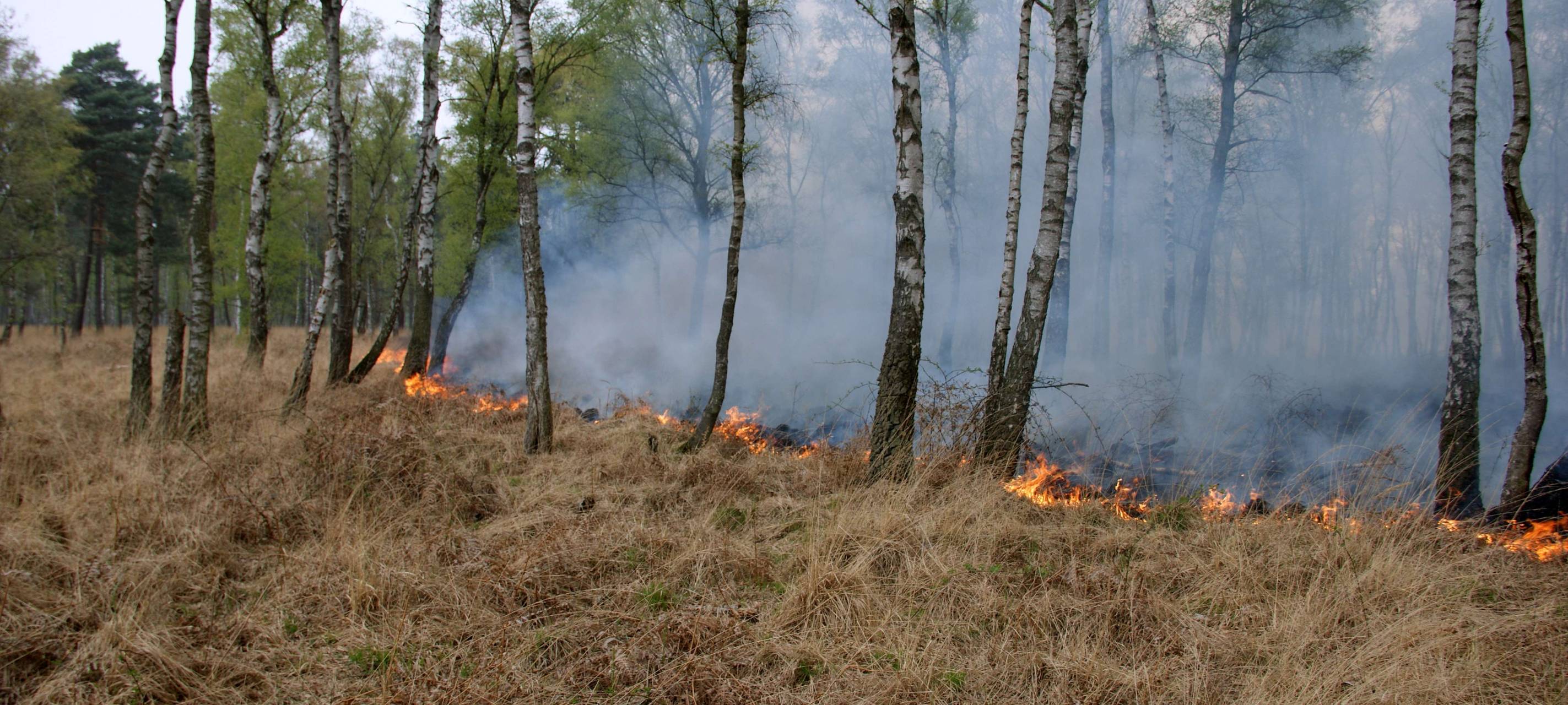 Kreis Wesel: Zweithöchste Warnstufe für Waldbrandgefahr