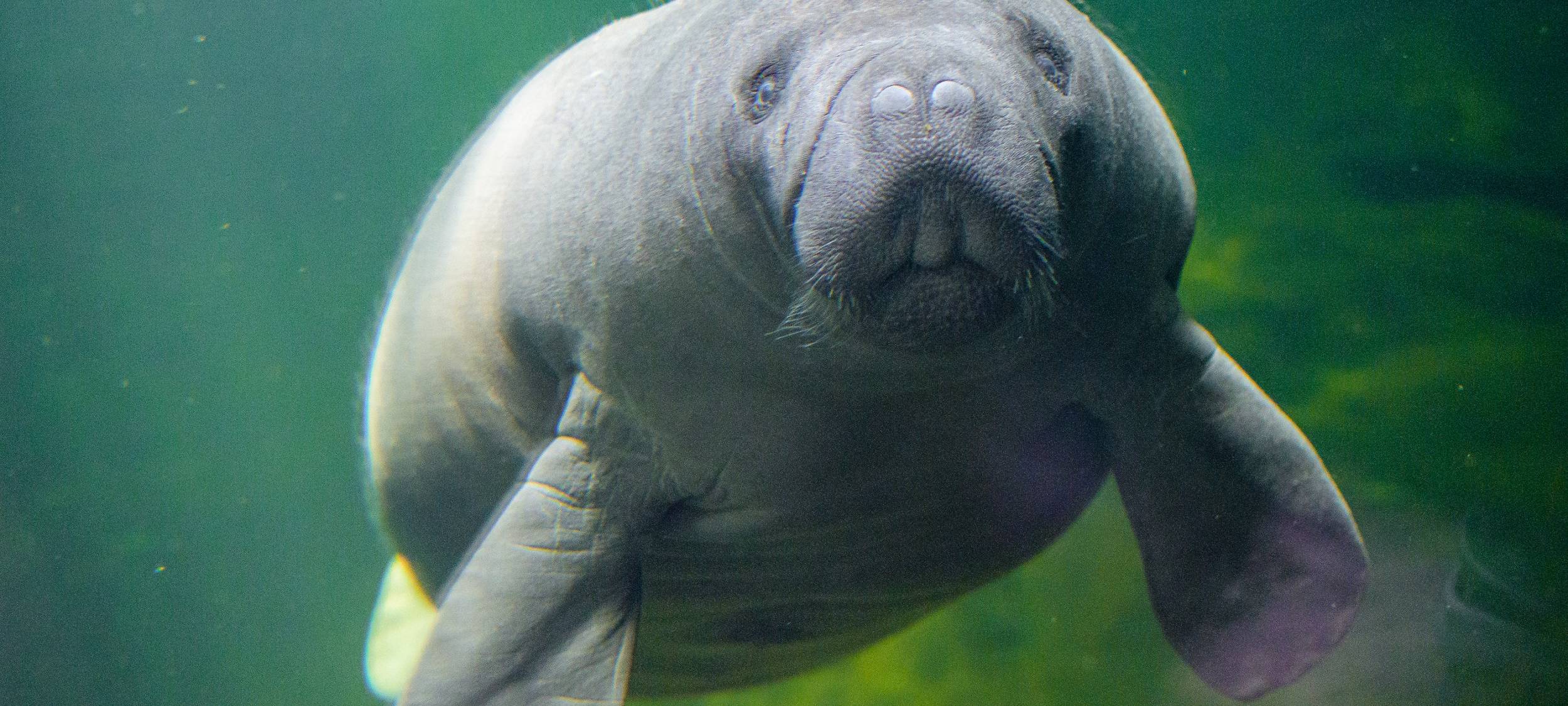 Zoo Duisburg: Seekühe können bestaunt werden