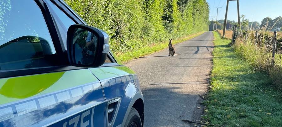 Ausgebüxtes Känguru wurde bei uns am Niederrhein gefangen