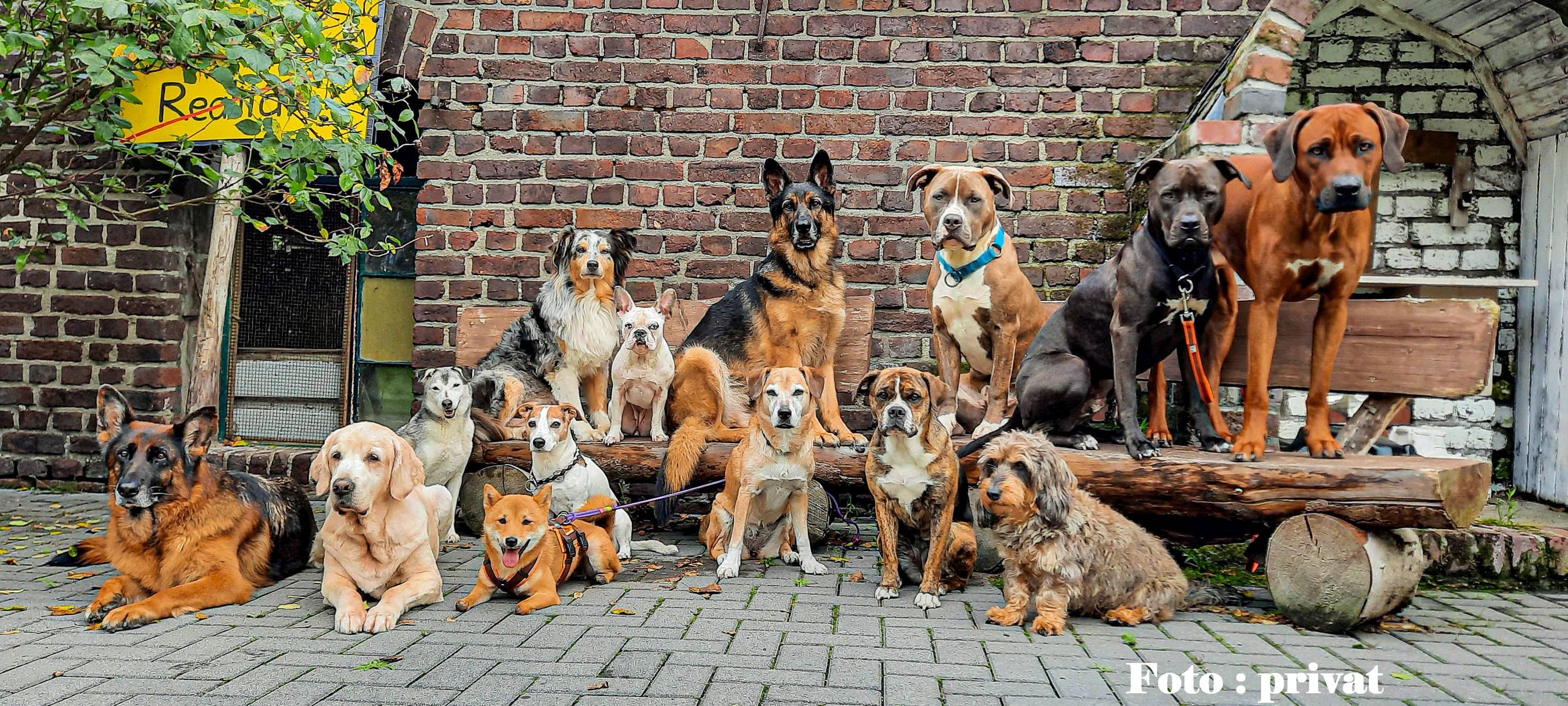 Tierheime im Kreis Wesel von steigenden Kosten bedroht