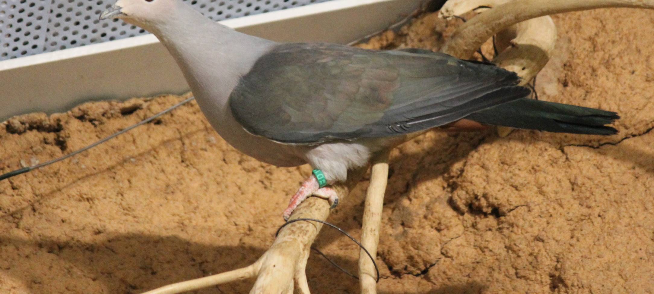 Duisburger Zoo gelingt bundesweit einmalige Aufzucht