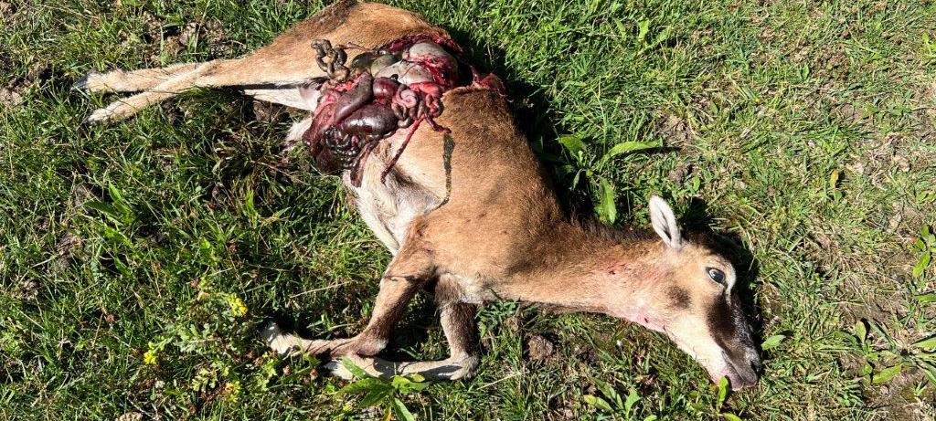 Gahlener Bürgerforum meldet drei Schafsrisse in Dorsten